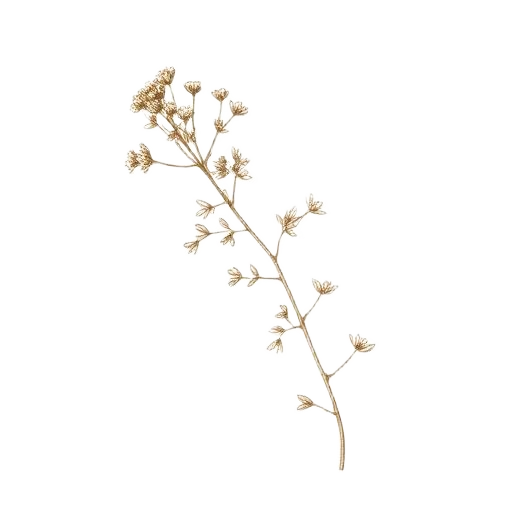 Illustration Thym Sauvage